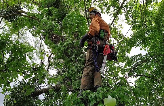 tree-removal